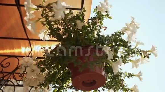 房子街上的花在悬挂的花盆和一束阳光下视频的预览图