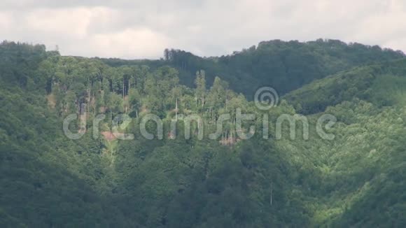 莫山坡上的森林视频的预览图