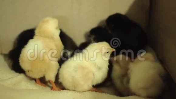 最近孵化出来的还是湿的昏迷的黄色的新生小鸡在一个孵化器里努力让彼此紧紧相贴视频的预览图