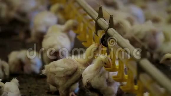 农场家禽生产中的鸡饮用视频的预览图