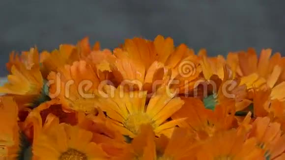 万寿菊金盏菊草本花卉盛开反锁转盘视频的预览图