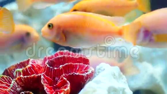 几条金鱼在珊瑚礁中游动视频的预览图