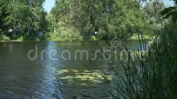 乡村河流视频的预览图
