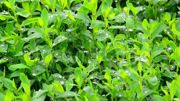 雨后的水滴在绿叶上打结视频的预览图