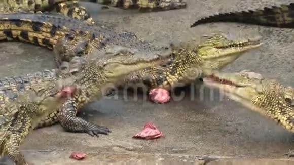 年轻的尼罗河鳄鱼吃肉块视频的预览图