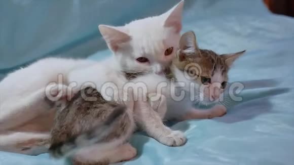猫和小猫在打架两只小猫在室内打架视频的预览图