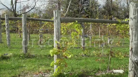 新葡萄园种植9个中的1个视频的预览图