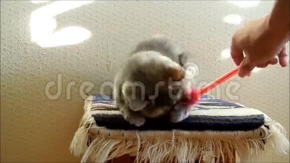 猫抓住棍子上的羽毛视频的预览图
