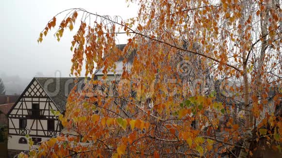 橙色的桦树叶子被霜覆盖视频的预览图
