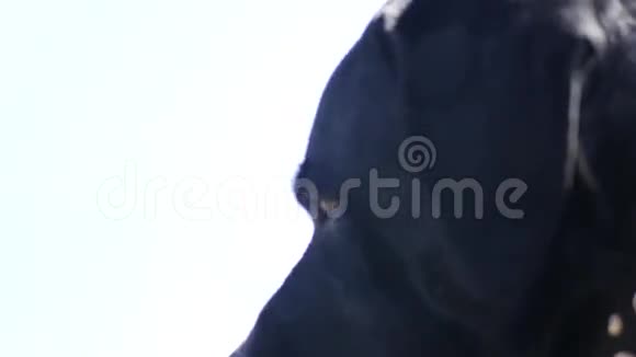 一只成年的黑色雄性拉布拉多犬保护他的领地4k3840x2160视频的预览图