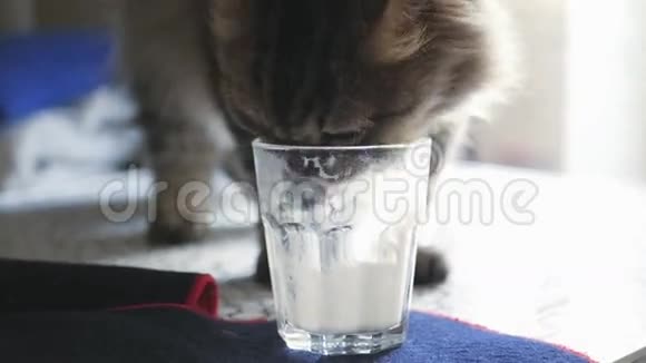 一只毛茸茸的漂亮猫从牛奶下面舔一杯长舌4K3840x2160高清高清视频的预览图