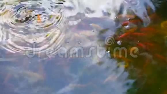 一群鱼漂浮在湖面上跳出水面视频的预览图