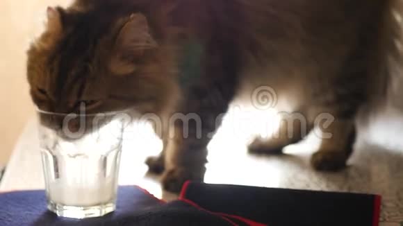 一只毛茸茸的猫站在桌子上舔一杯牛奶4k3840x2160视频的预览图