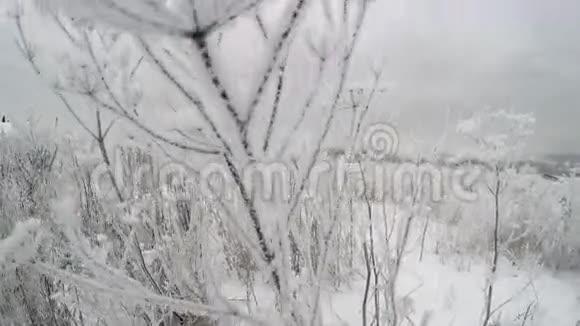 冰冻的灌木树枝视频的预览图