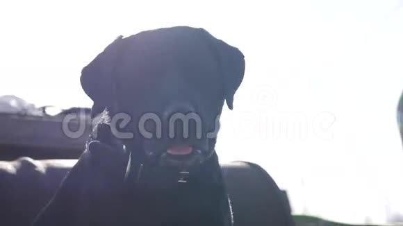 黑色的大好奇狗一个漂亮的项圈坐在大自然上环顾四周4k3840x2160视频的预览图