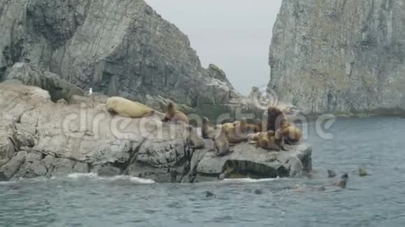 海狮坐在悬崖上在海水中游泳野生动物和海洋动物视频的预览图