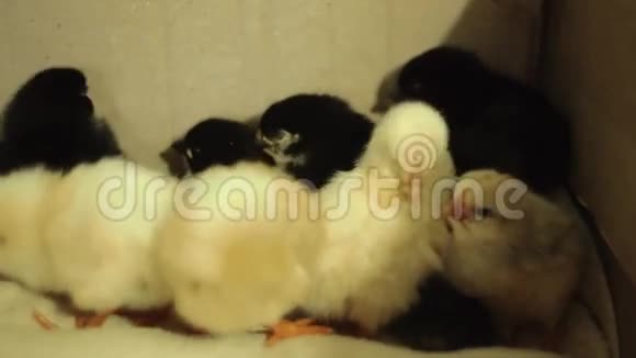 最近孵化出来的还是湿的昏迷的黄色的新生小鸡在一个孵化器里干净的羽毛睡着了带视频的视频的预览图