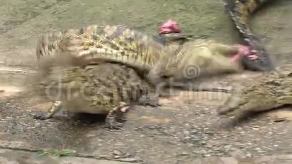 年轻的尼罗河鳄鱼吃肉块视频的预览图