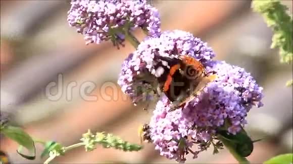 紫丁香蝴蝶上将瓦内萨阿塔兰塔视频的预览图