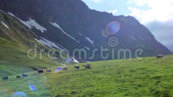 一群羊在一座绿色的高山山上放牧然后向下移动视频的预览图