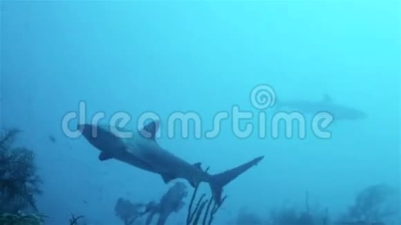 加勒比海礁鲨漂浮在深海中视频的预览图