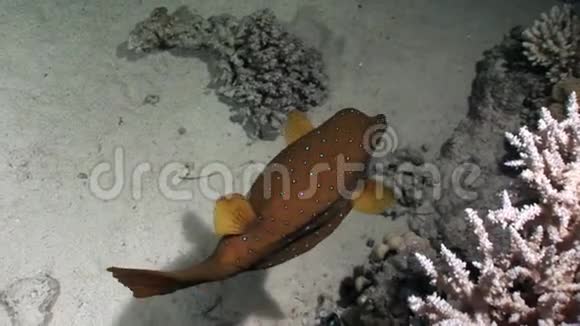 黄箱鱼科鱼类有红海斑点视频的预览图