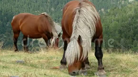 马在自由中放牧视频的预览图