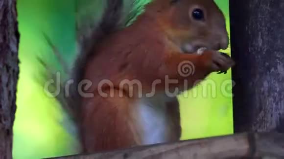 红毛松鼠坐着喂鸟器吃葵花籽视频的预览图