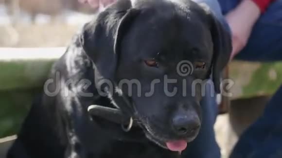 一个人在头上划着一只黑色拉布拉多犬4K3840x2160高清高清视频的预览图