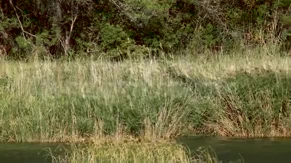 水芦苇滑慢镜头视频的预览图
