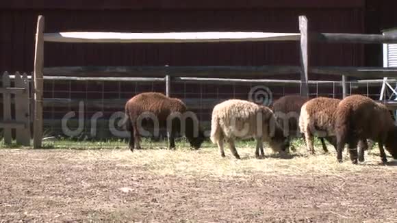 赫克舍尔农场的动物4种动物中的1种视频的预览图