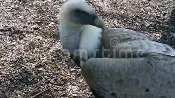格里芬秃鹫在动物园里视频的预览图