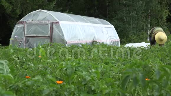 农民妇女在温室附近的花园里照顾植物4K视频的预览图