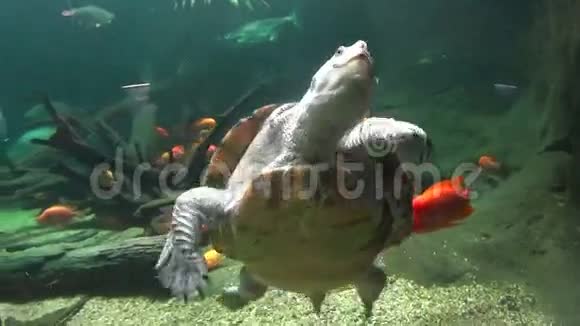 长颈龟游泳2视频的预览图