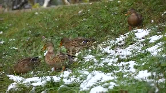 雪覆盖草地上的鸭子3视频的预览图
