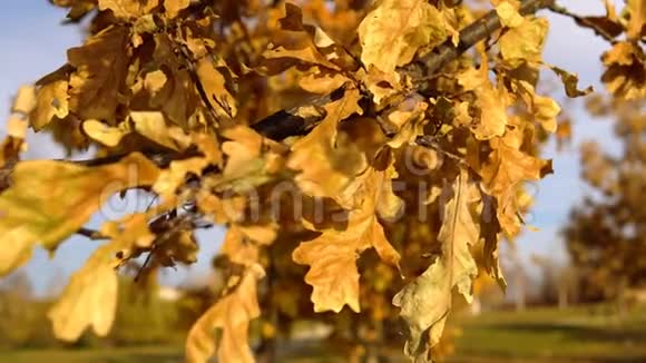 金色的秋天黄叶在风中摇摆视频的预览图