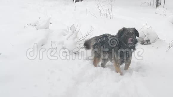 蒙格雷犬穿过雪堆视频的预览图