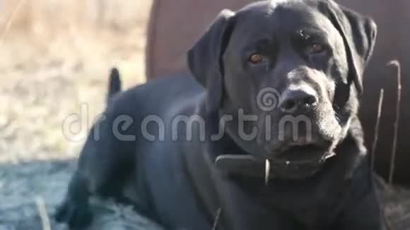 一只善良的黑色成年拉布拉多犬在阳光下休息环顾四周摇着尾巴4K3840x2160高清高清视频的预览图