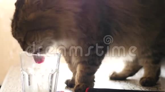 一只英俊的毛茸茸的猫爬上一张桌子从牛奶下面舔了一杯几乎完全把他的头顶住了视频的预览图