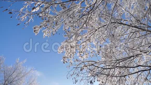 冰天雪地里的干冰枫树直升机树枝冬日的雪阳光阳光美丽的风景视频的预览图