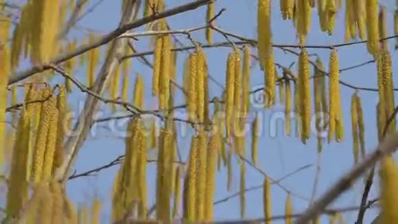 春天的树在风中摇曳视频的预览图