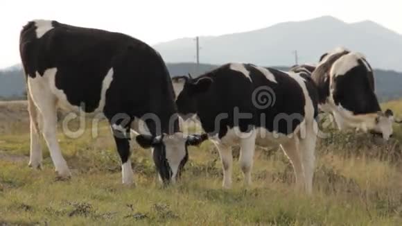 四头牛在路边吃草一只小牛从框架中移出视频的预览图
