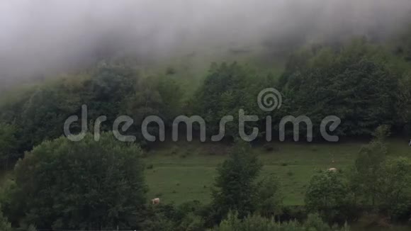 有雾和牛的草甸时光流逝视频的预览图