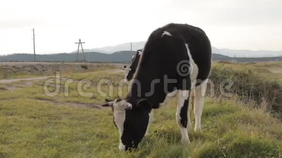 一头牛热情地嚼着前景中的草视频的预览图