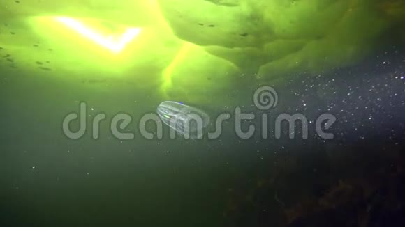 在白海的冰中触角在水下视频的预览图