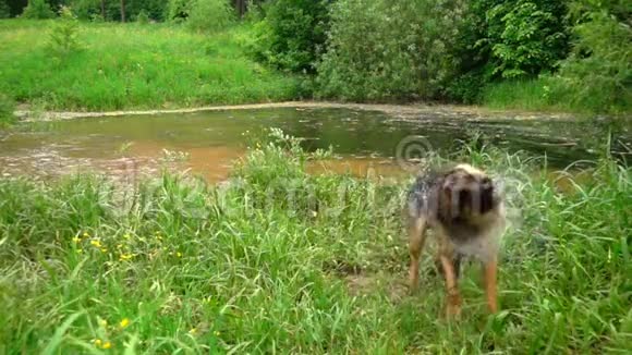 狗抖掉水慢动作视频的预览图