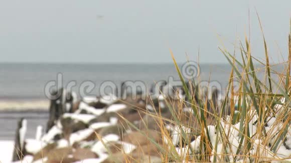 覆盖着雪的马拉姆草在波罗的海海岸的冬季视频的预览图