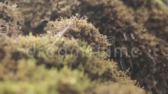 晶莹的水滴滴在苔藓上视频的预览图