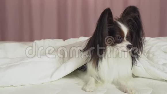美丽的狗帕皮龙躺在床上的毯子下环顾四周的股票录像视频的预览图