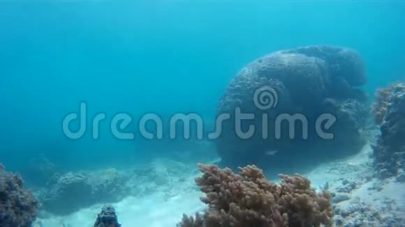 不错的海底野生动物热带鱼视频的预览图